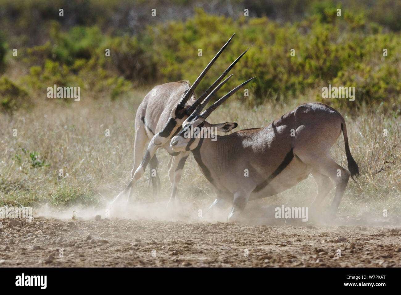 Beisa oryx (Oryx beisa) males fighting, Samburu game reserve, kenya Stock Photo