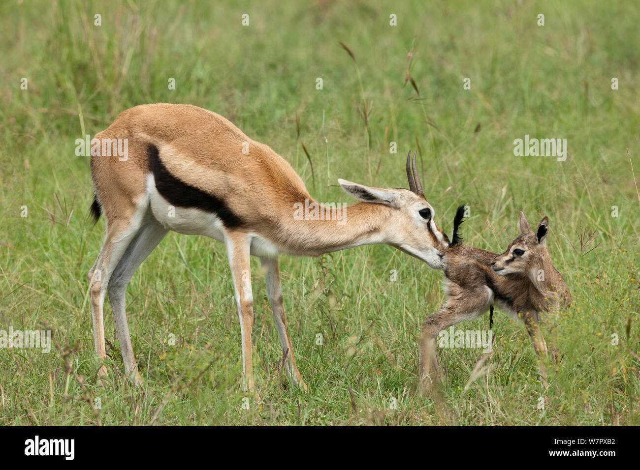 Gazelle birth hi-res stock photography and images - Alamy