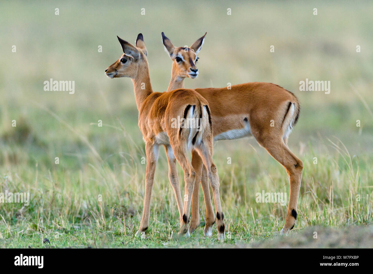Young Impalas (Aepyceros melampus) Masai-Mara game reserve, Kenya Stock Photo