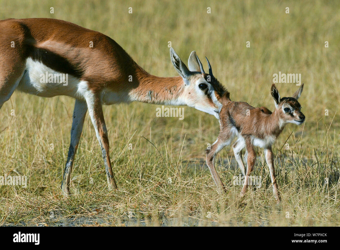 Masai Mara Game Reseve High Resolution Stock Photography and Images - Alamy