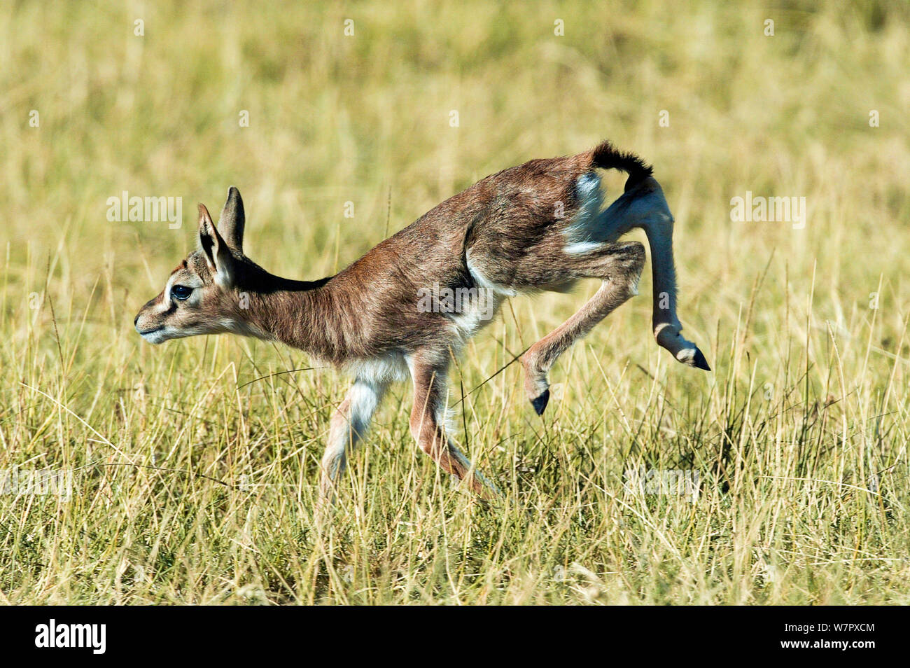 Masai Mara Game Reseve High Resolution Stock Photography and Images - Alamy