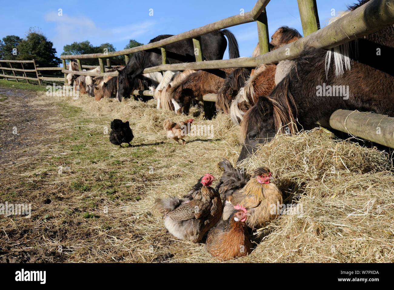 Bantam chickens (Gallus gallus domsesticus) resting in pile of hay next to a row of miniature horses and a Welsh cob (Equus caballus) reaching through a wooden fence to eat the hay, Wiltshire, UK, October. Stock Photo