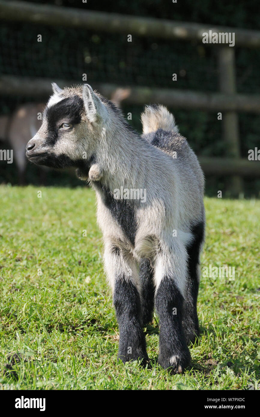 Young Pygmy goat kid (Capra hircus), Wiltshire, UK, September. Stock Photo