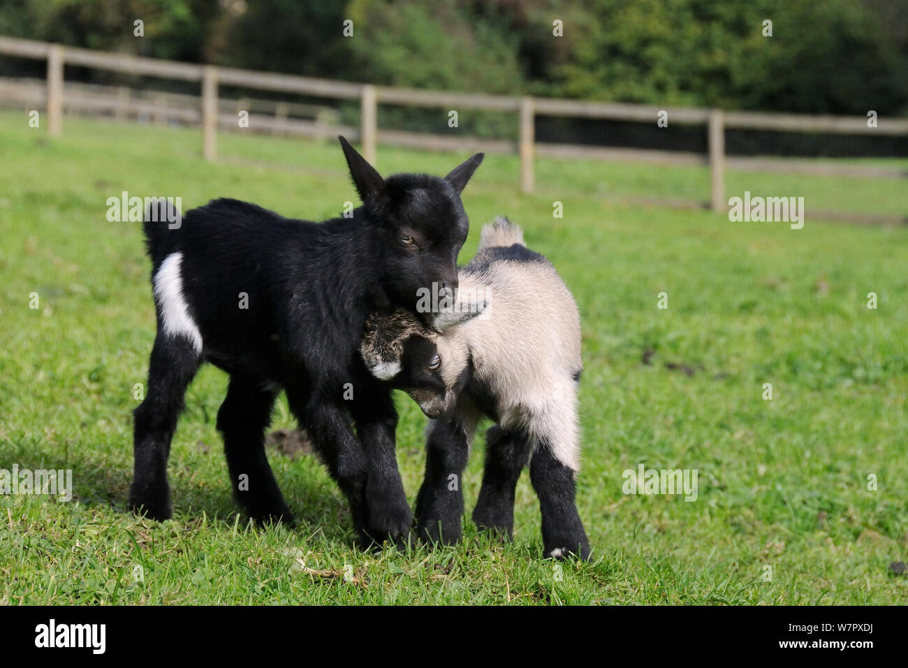 One young Pygmy goat (Capra hircus) butting its sibling playfully, Wiltshire, UK, September. Stock Photo