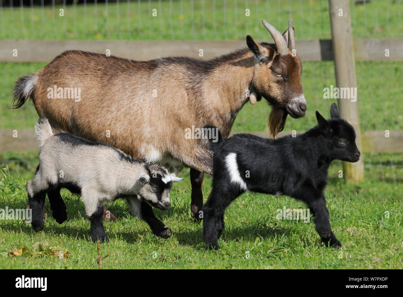 Mother Pygmy goat (Capra hircus) walking with her two young kids running alongside in a fenced paddock, Wiltshire, UK, September. Stock Photo