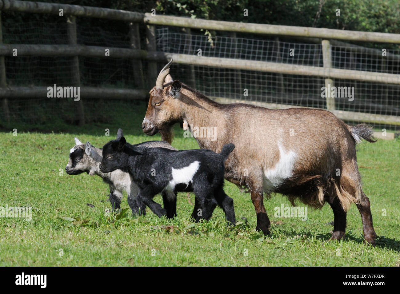 Mother Pygmy goat (Capra hircus) walking with two young kids in a fenced paddock, Wiltshire, UK, September. Stock Photo