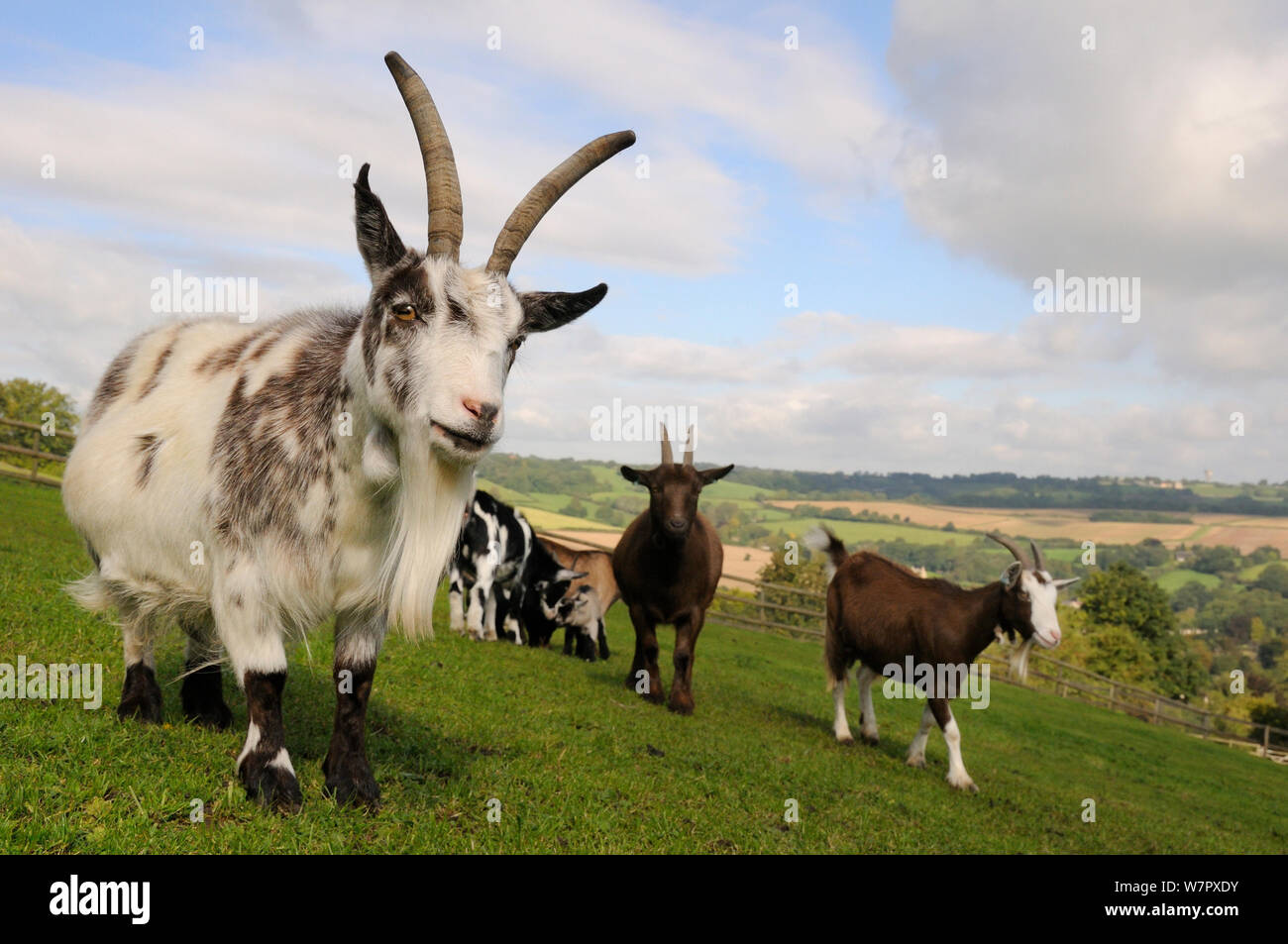 Pygmy goats (Capra hircus) on hillside grass paddock, Wiltshire, UK, September. Stock Photo