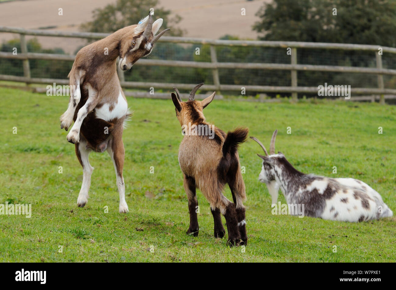 Goat Clashing Before Horns High Resolution Stock Photography and Images - Alamy