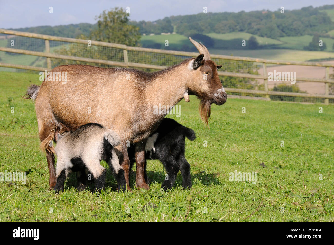 Mother Pygmy goat (Capra hircus) suckling two young kids on hillside pastureland, Wiltshire, UK, September. Stock Photo