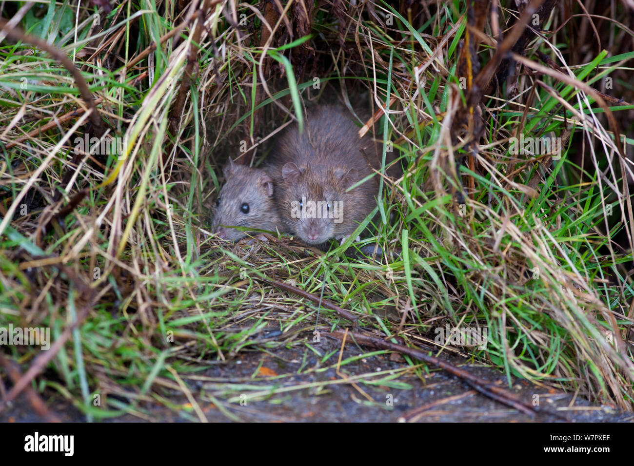 Brown Rats (Rattus norvegicus). Norfolk, November. Stock Photo