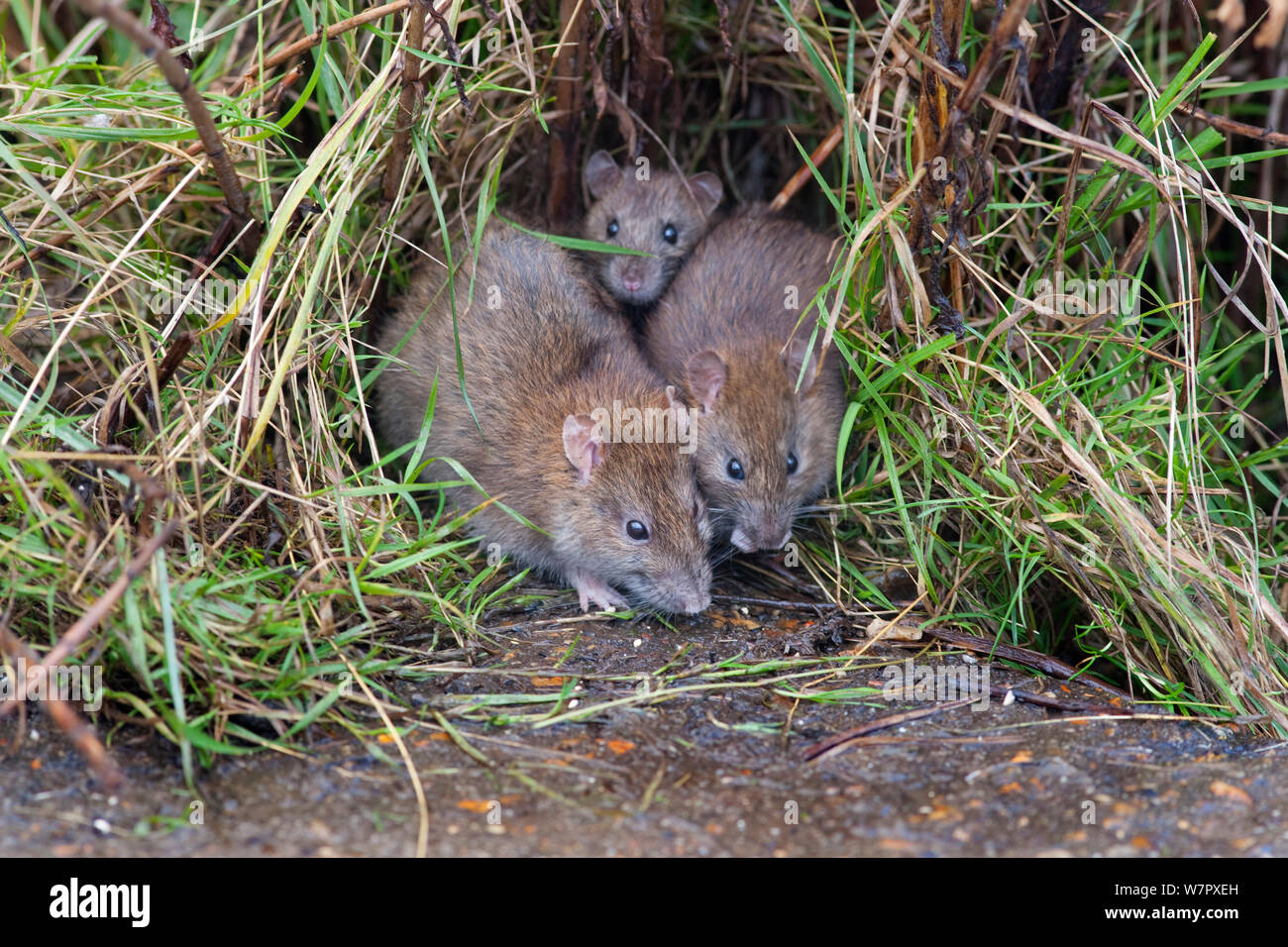 Brown Rat (Rattus norvegicus) family. Norfolk, November. Stock Photo