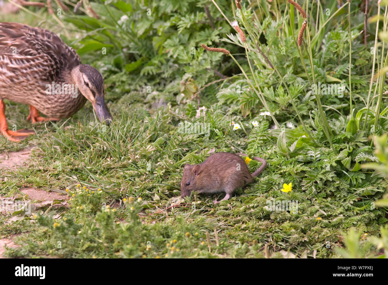 Brown Rat (Rattus norvegicus) foraging next to Mallard duck (Anas platyrhynchos). Norfolk, November. Stock Photo