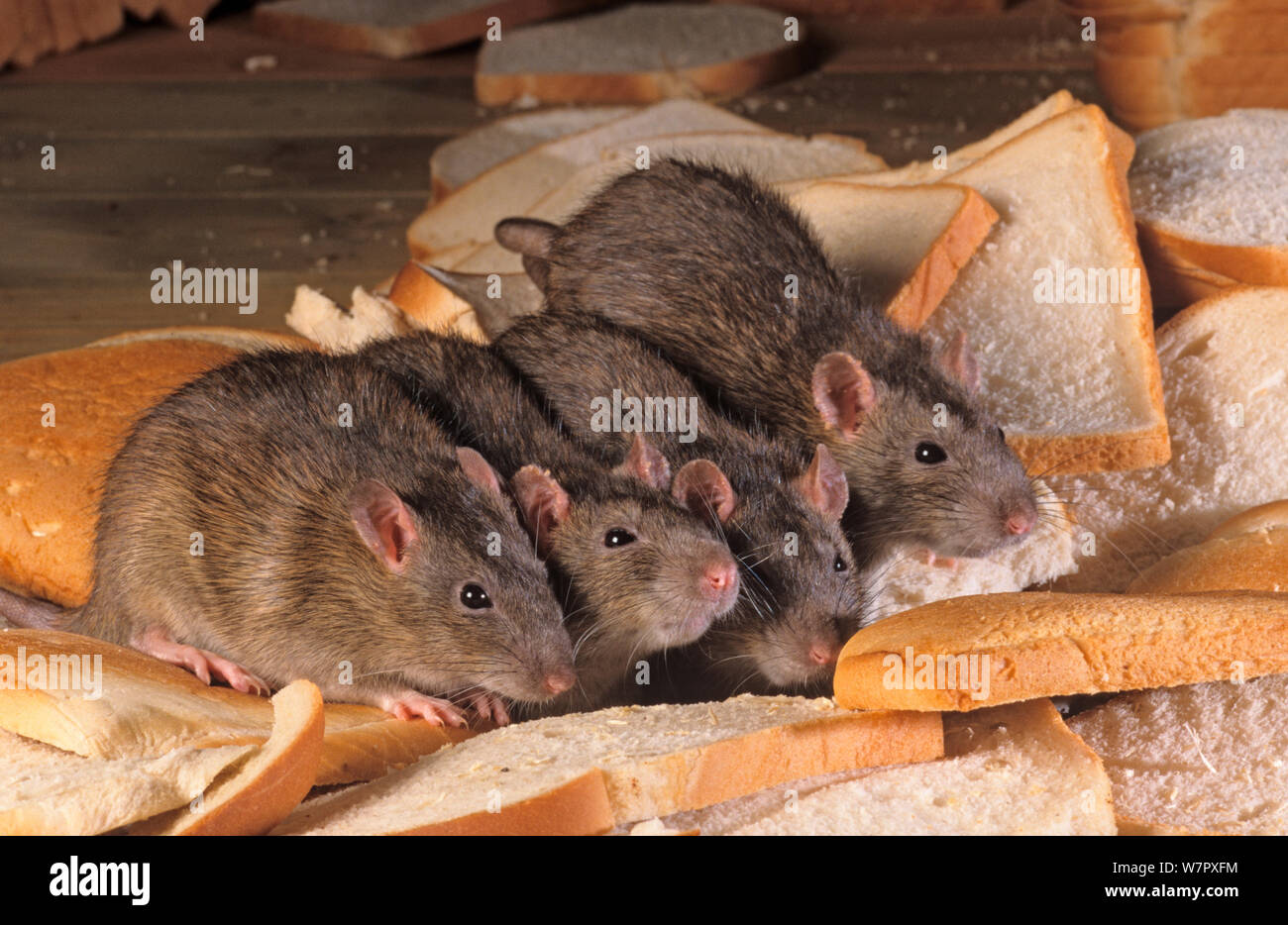 Brown Rat (Rattus norvegicus) feeding on bread. UK, May. Stock Photo