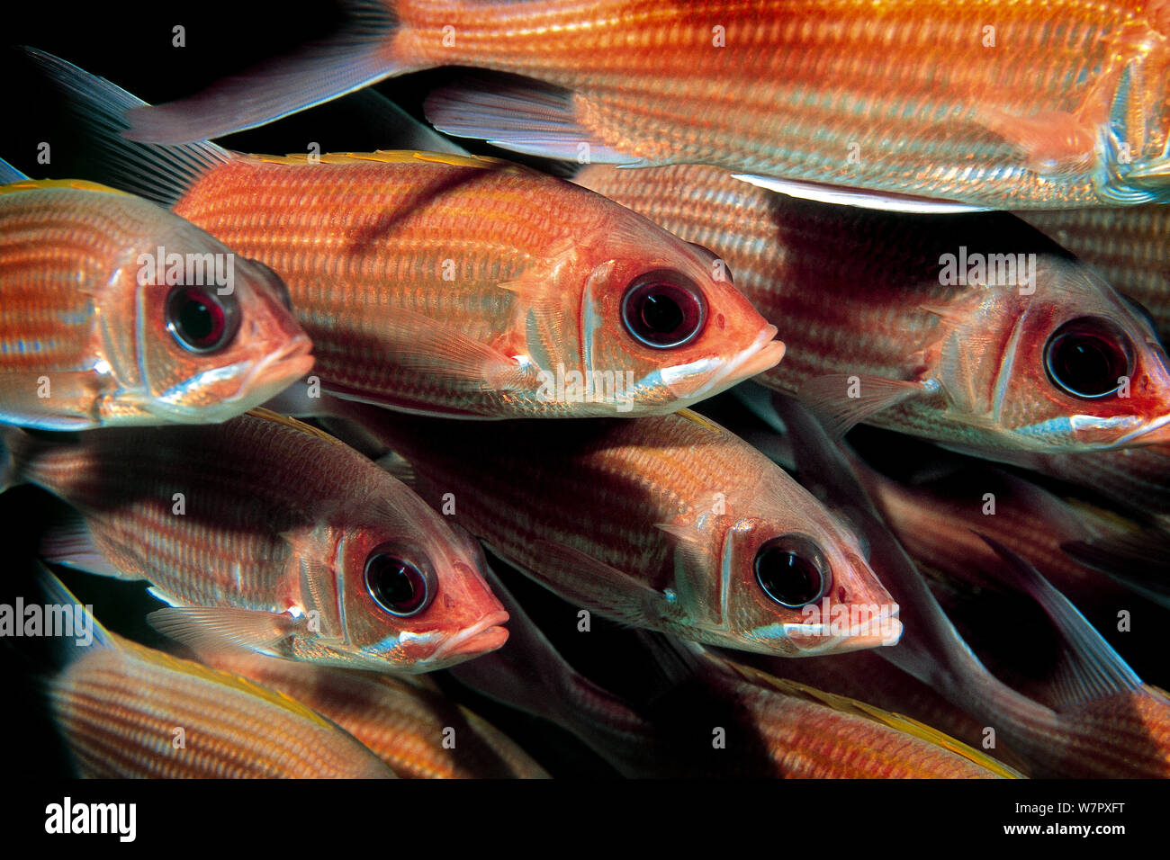 Longjaw squirrel fish (Sargocenron spiniferum) shoal, Caribbean Stock Photo