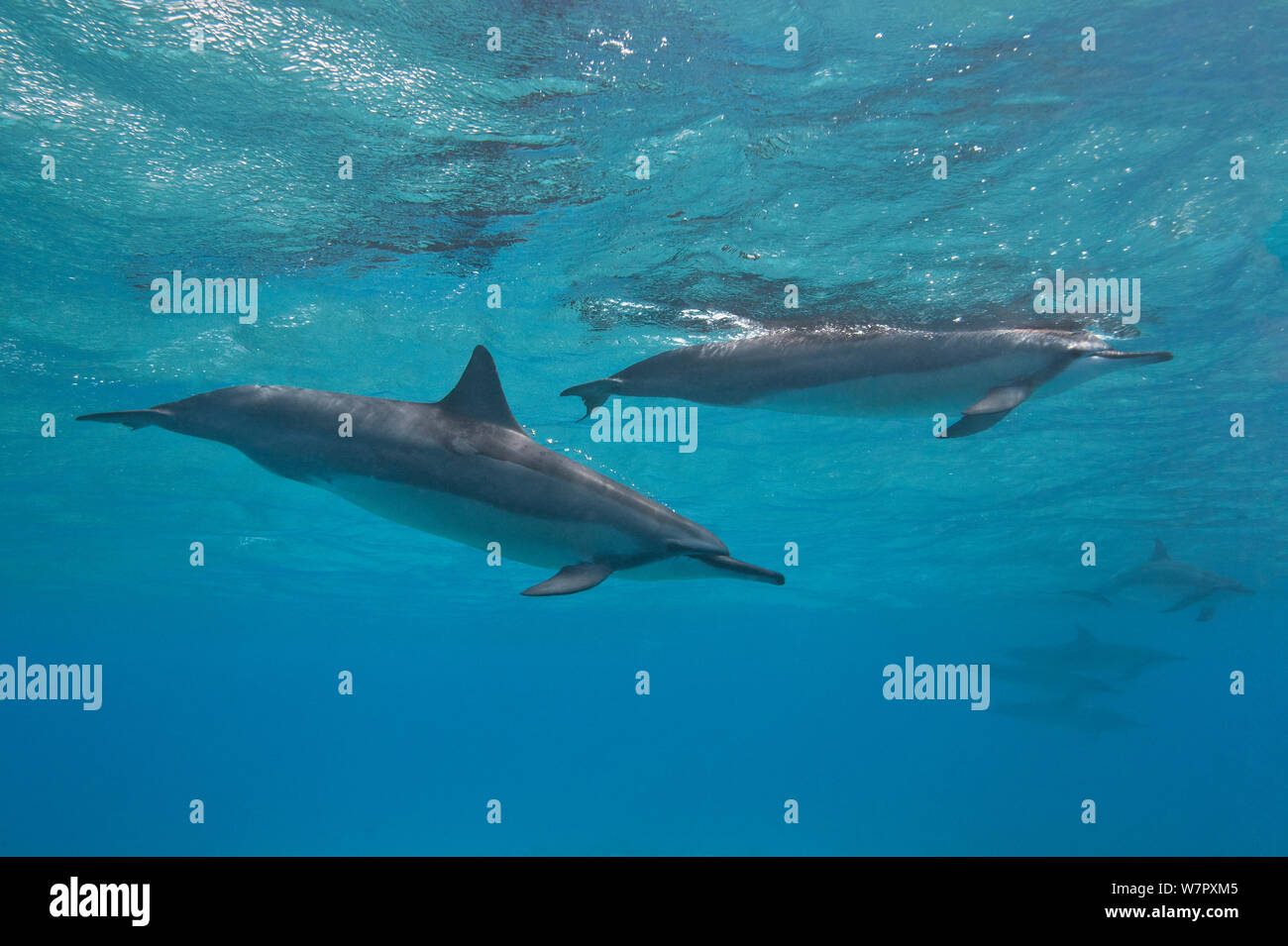 Spinner dolphins (Stenella longirostris) near surface, Midway atoll. Midway, Pacific. Stock Photo