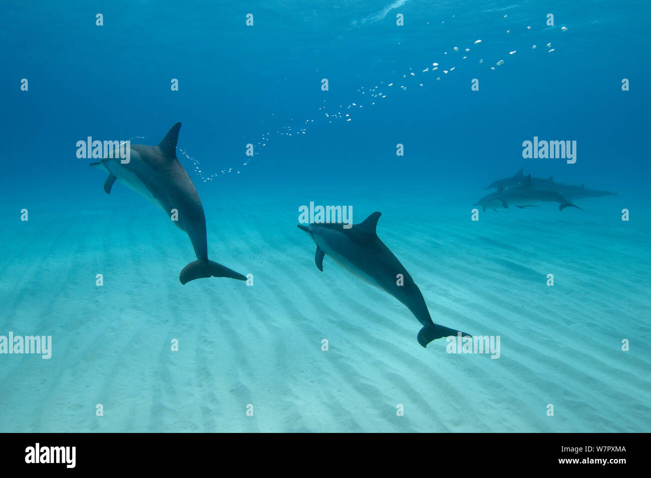 Spinner dolphins (Stenella longirostris) small pod in within Midway atoll, Midway, Pacific. Stock Photo