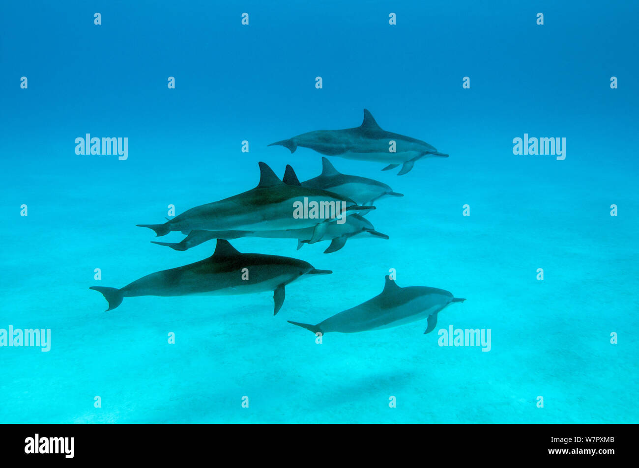 Spinner dolphins (Stenella logirostris) small pod in within Midway atoll, Midway, Pacific. Stock Photo