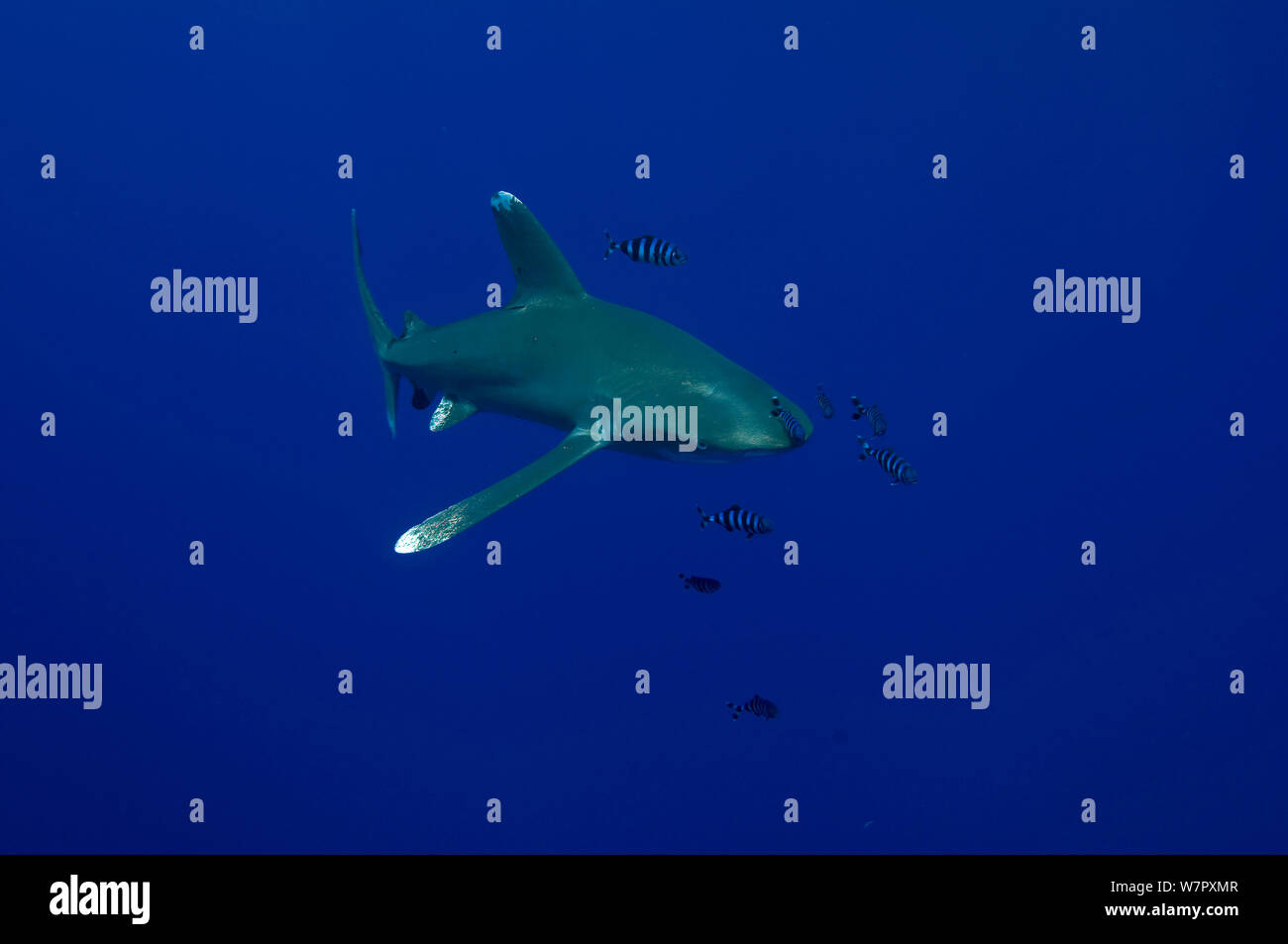 Oceanic white-tip shark (Carcharhinus longimanus)  accompanied by Pilot Fish (Naucrates ductor) Red Sea Stock Photo