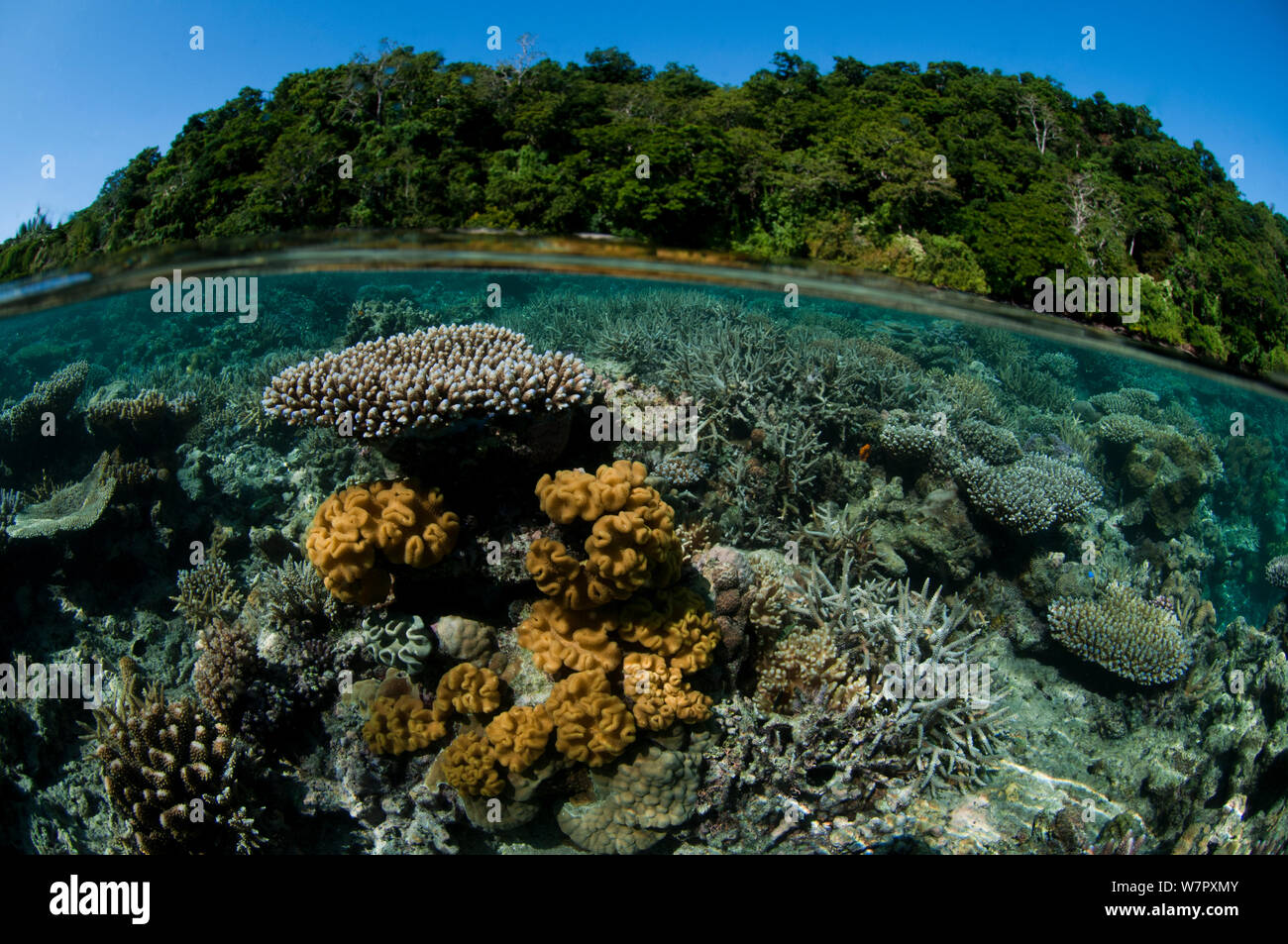 Hard corals and table corals (Acropora sp) Somo Somo Channel,  Fiji. Stock Photo