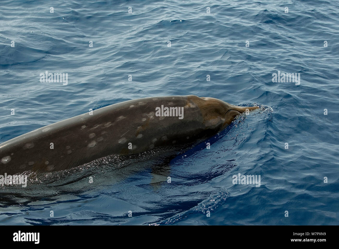 Bairds Beaked Whale (Beadius bairdii) with scars from cookie cut shark bites, Hawaii, Pacific. Stock Photo