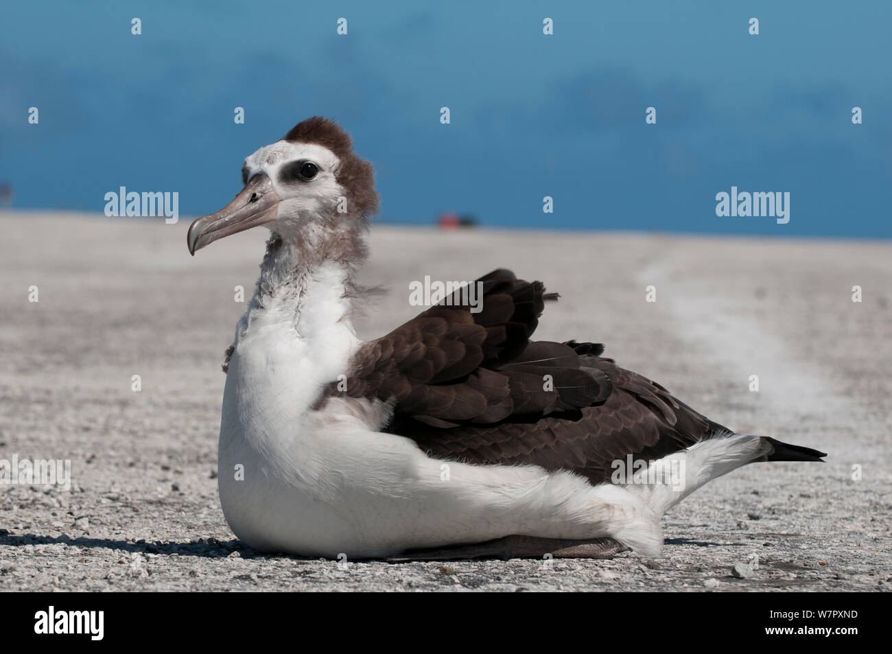 Laysan Albatross (Phoebastria immutabilis)  fledged juvenile albatross ready to fly, Midway Island. Central Pacific. Stock Photo