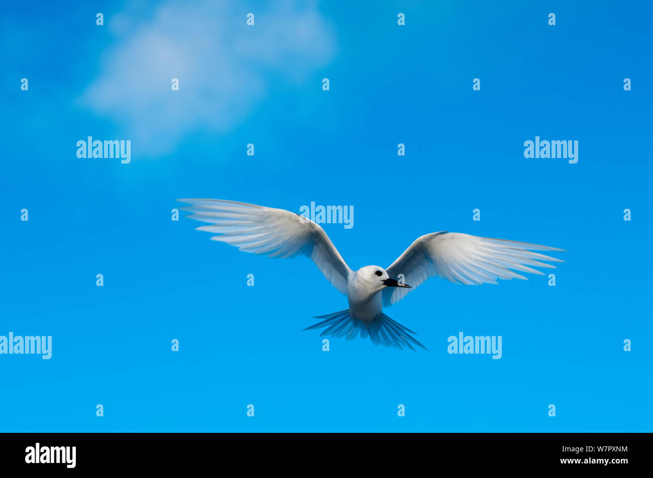 White Tern (Gygis alba) Midway Island, Central Pacific Stock Photo