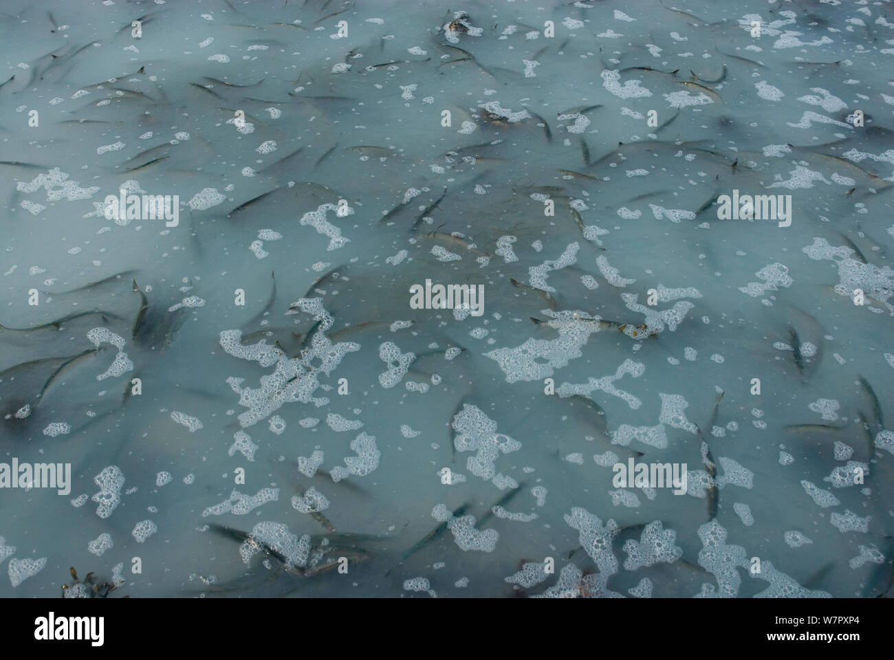 Milt spawn herring hires stock photography and images Alamy