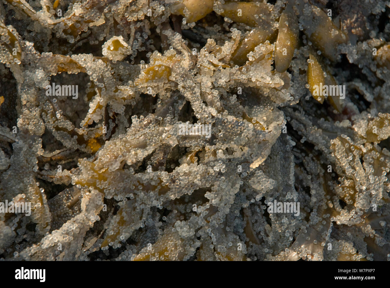 Exposed eggs hires stock photography and images Alamy