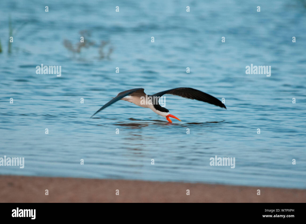 Freshwater fish africa hires stock photography and images Alamy