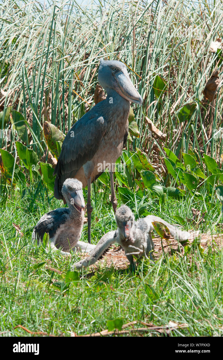 shoebill-balaeniceps-rex-and-chicks-on-nest-bengwelu-swamp-zambia
