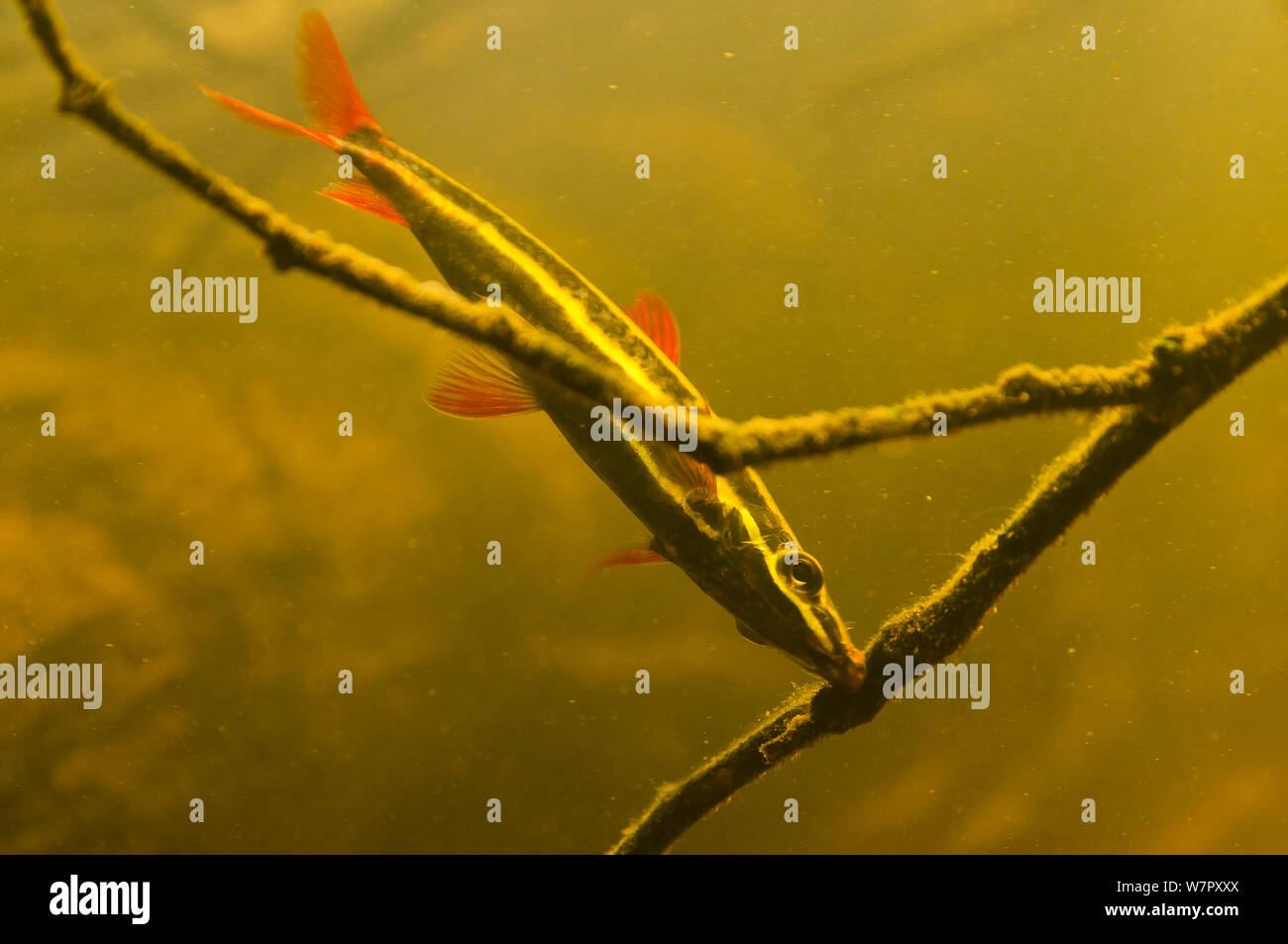 Striped Headstander (Anostomus anostomus). Gran Rio, Suriname, September. Stock Photo