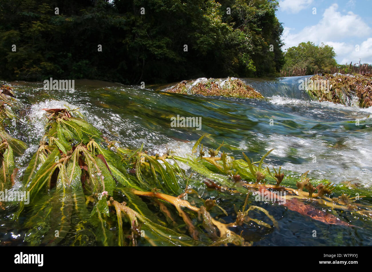 Apinagia (Podostemaceae) in flowing river water. Peti rapids, Gran Rio, Suriname, September. Stock Photo