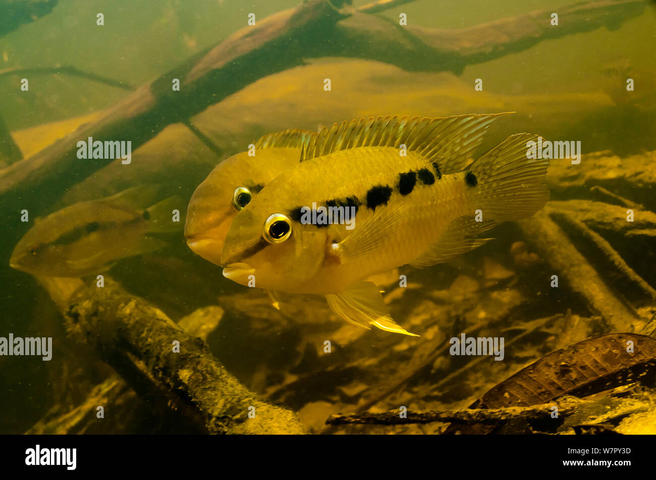 South American Cichlid (Krobia guianensis). Tutu creek near Aurora, Suriname, September. Stock Photo