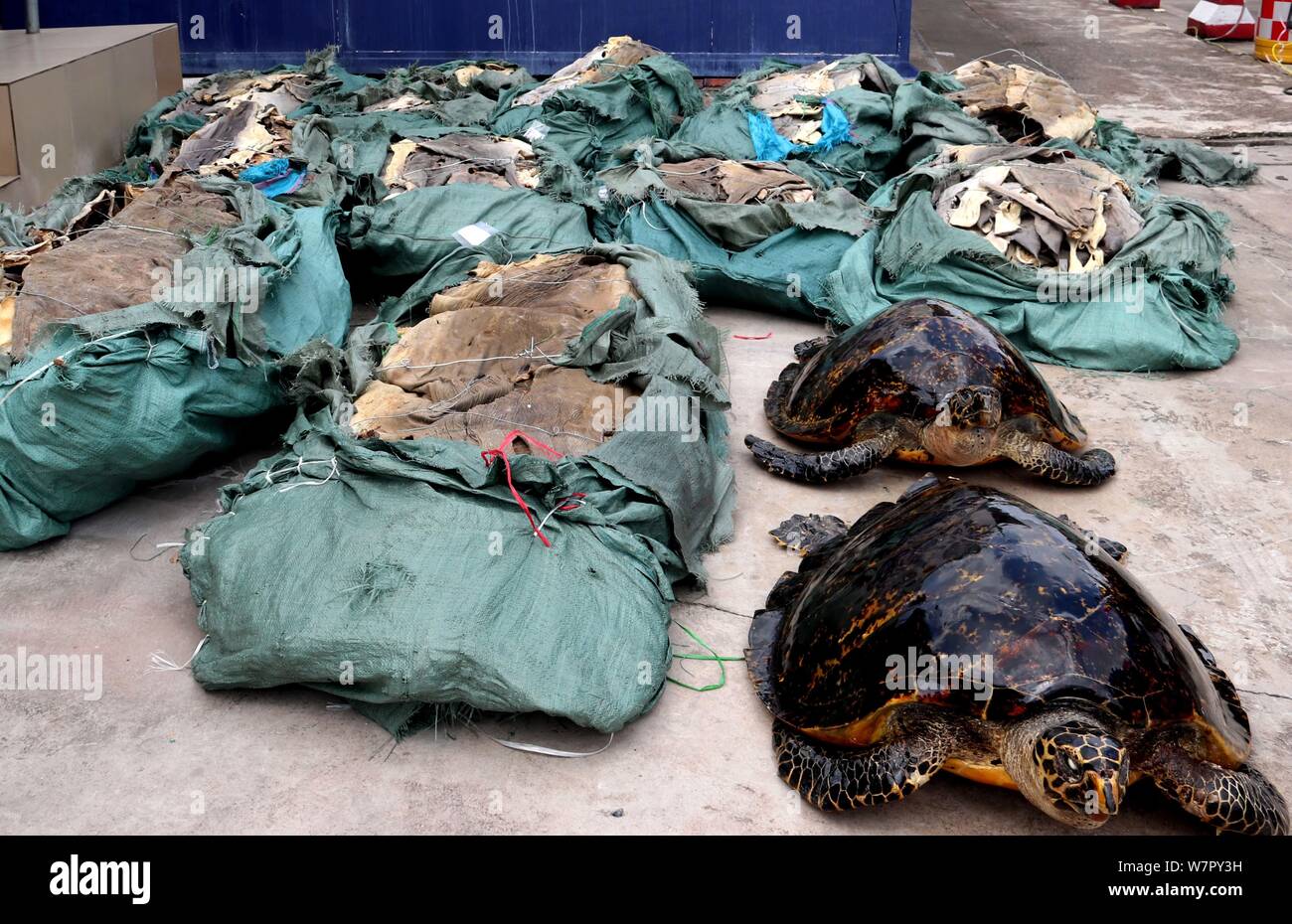 View of smuggled crocodile skinsand two specimens of smuggled hawksbill sea turtle (Eretmochelys imbricata) in Fangchenggang city, south China's Guang Stock Photo
