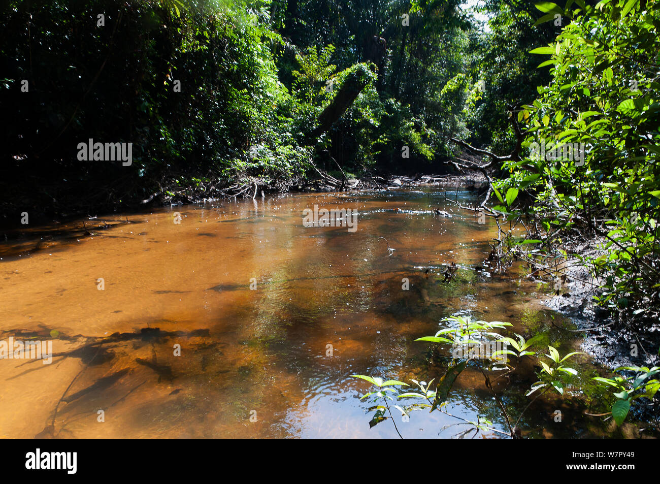 The Lokoti creek near Aurora, Suriname, September. Stock Photo