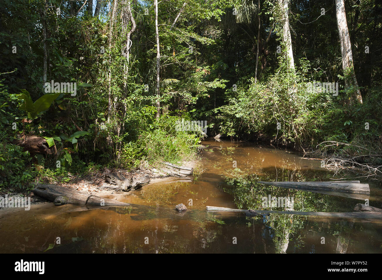 Tutu creek near Aurora, Suriname, September 2012. Stock Photo
