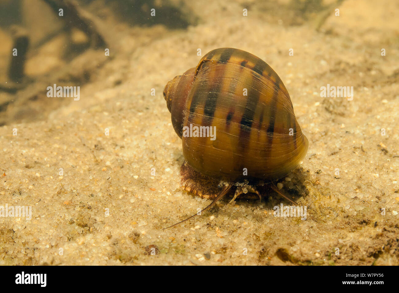 Water snail (Pomacea glauca) in the Tutu creek near Aurora, Suriname Stock Photo