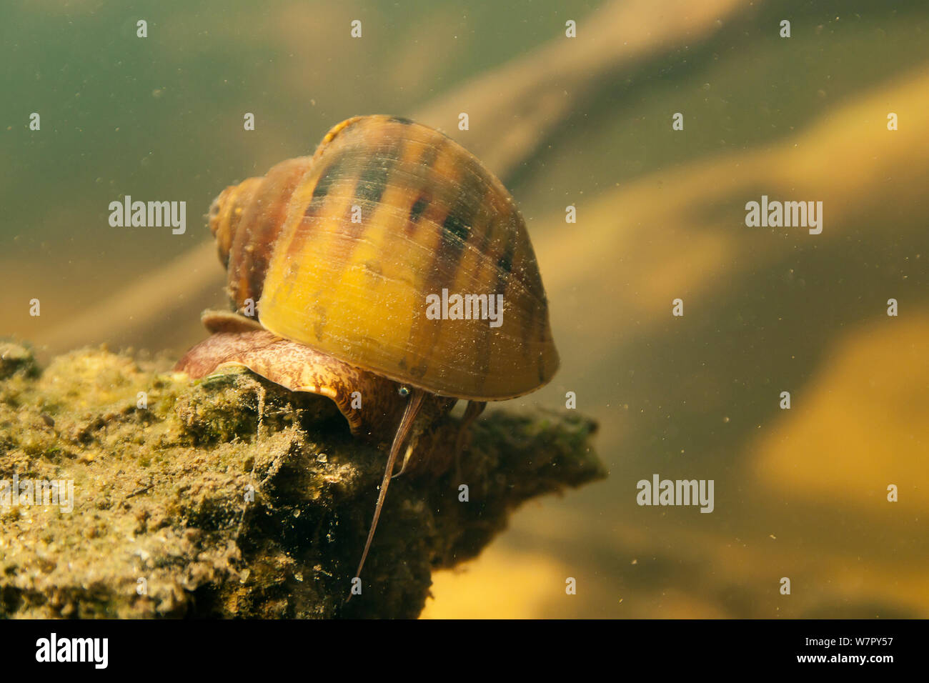 Water snail (Pomacea glauca) in the Tutu creek near Aurora, Suriname River Stock Photo