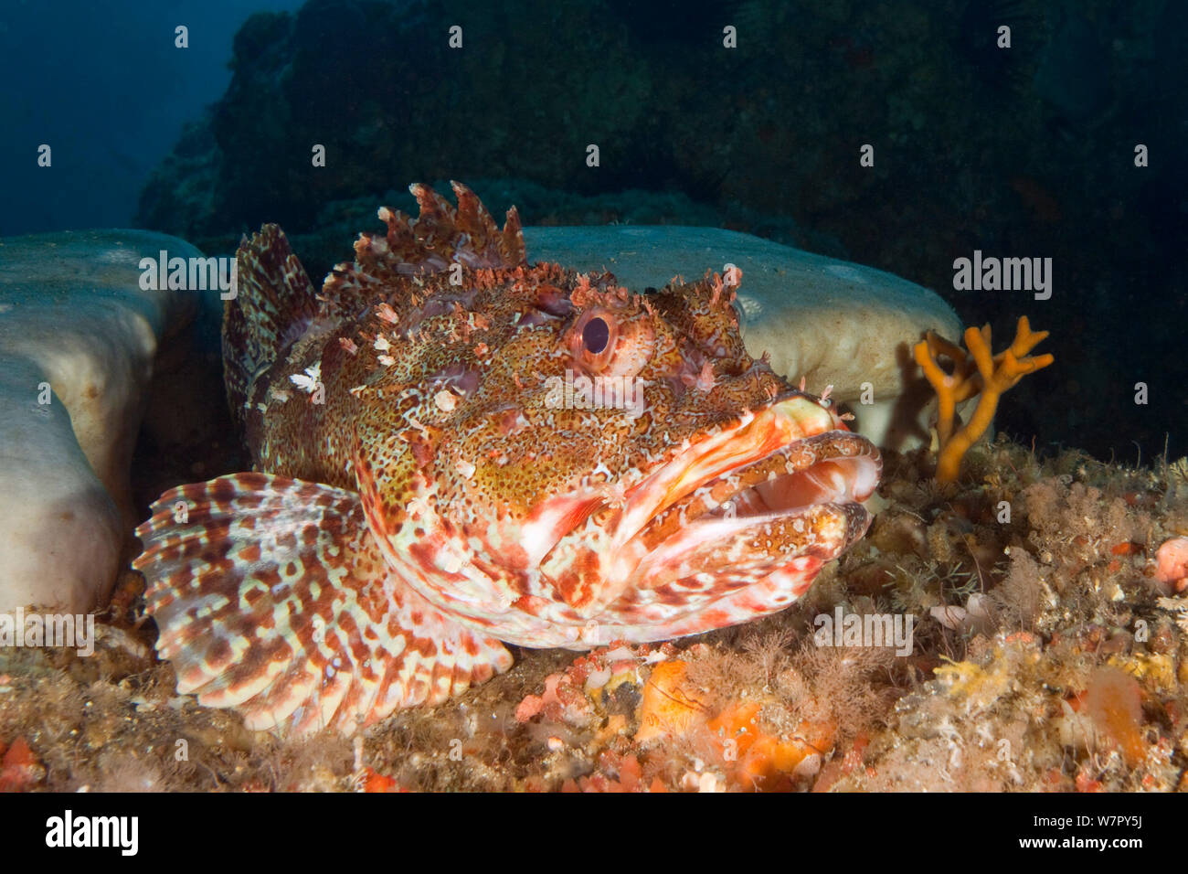 Red Scorpionfish (Scorpaena cardinalis) Poor Knights Islands, New Zealand, February Stock Photo