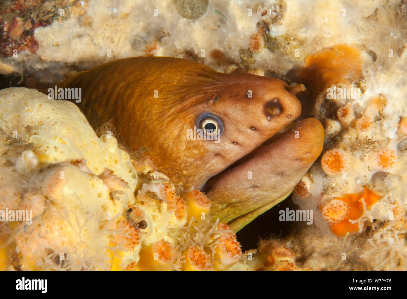 Yellow Moray Eel (Gymnothorax prasinus) with head poking out of hole, Poor Knights Islands, New