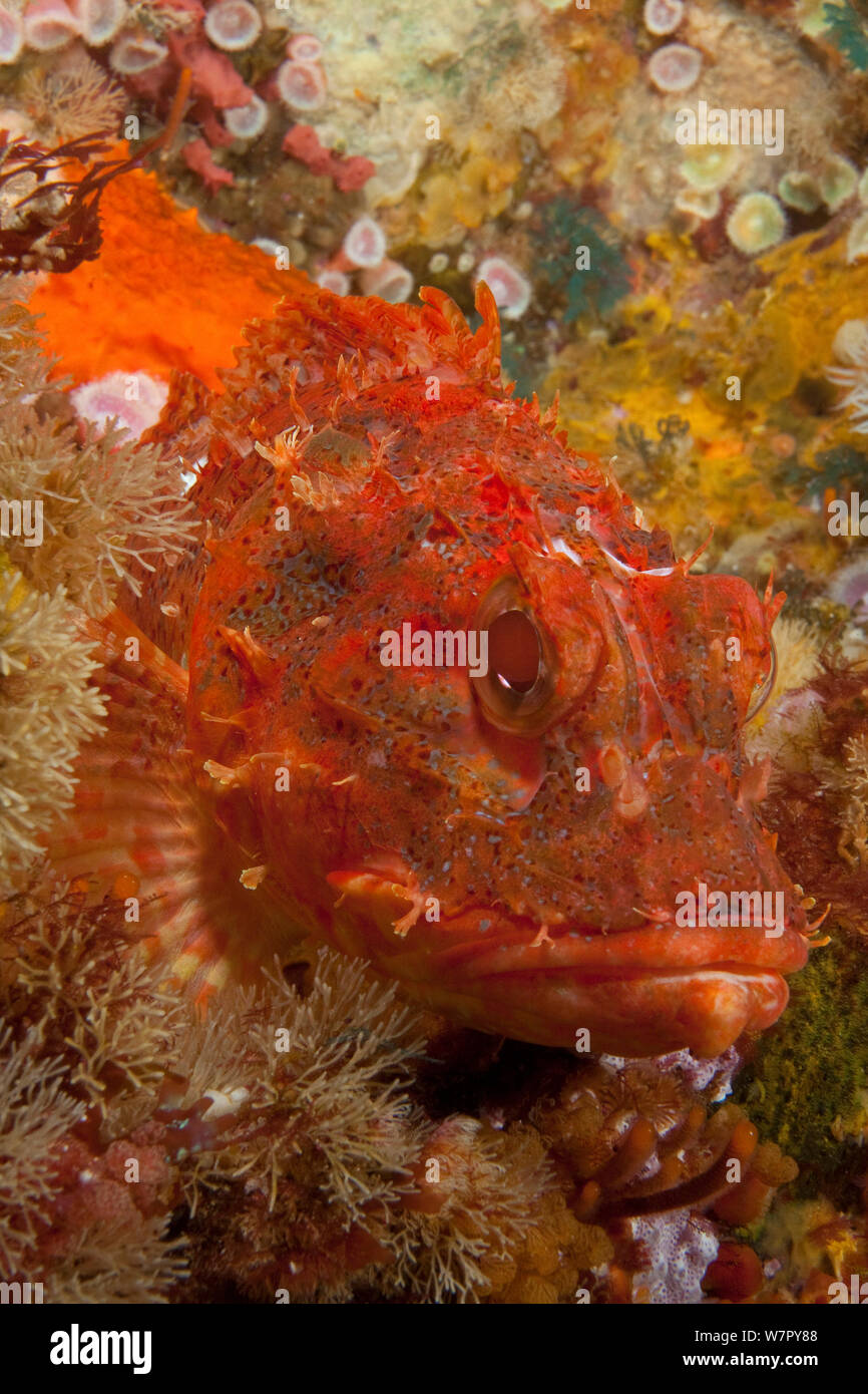 Red Scorpionfish (Scorpaena cardinalis) Poor Knights Islands, New Zealand, January Stock Photo