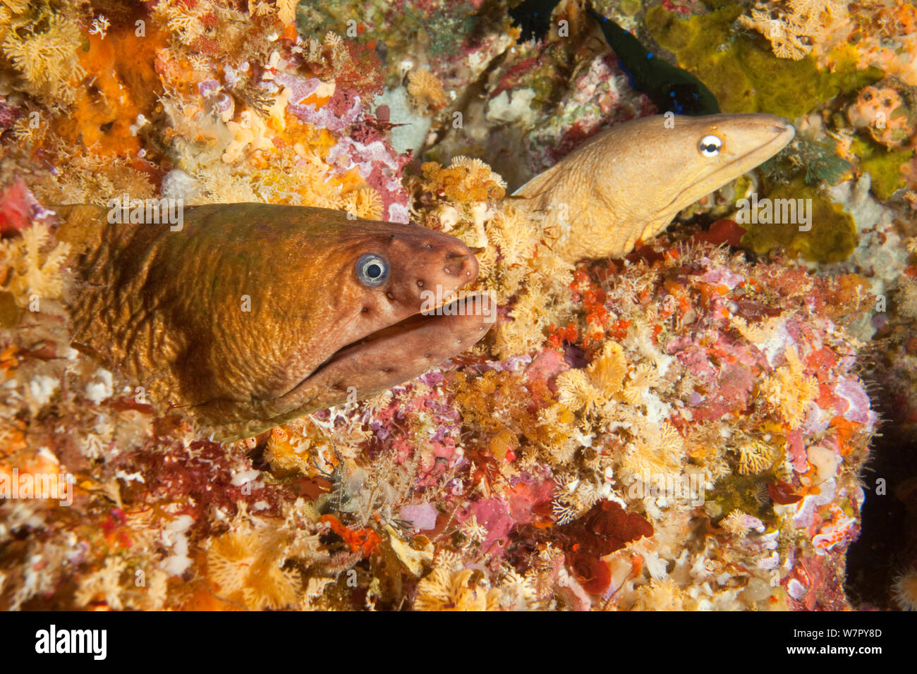 Yellow Moray Eel (Gymnothorax prasinus) and Grey Moral Eel (Gymnothorax nubilus) Poor Knights