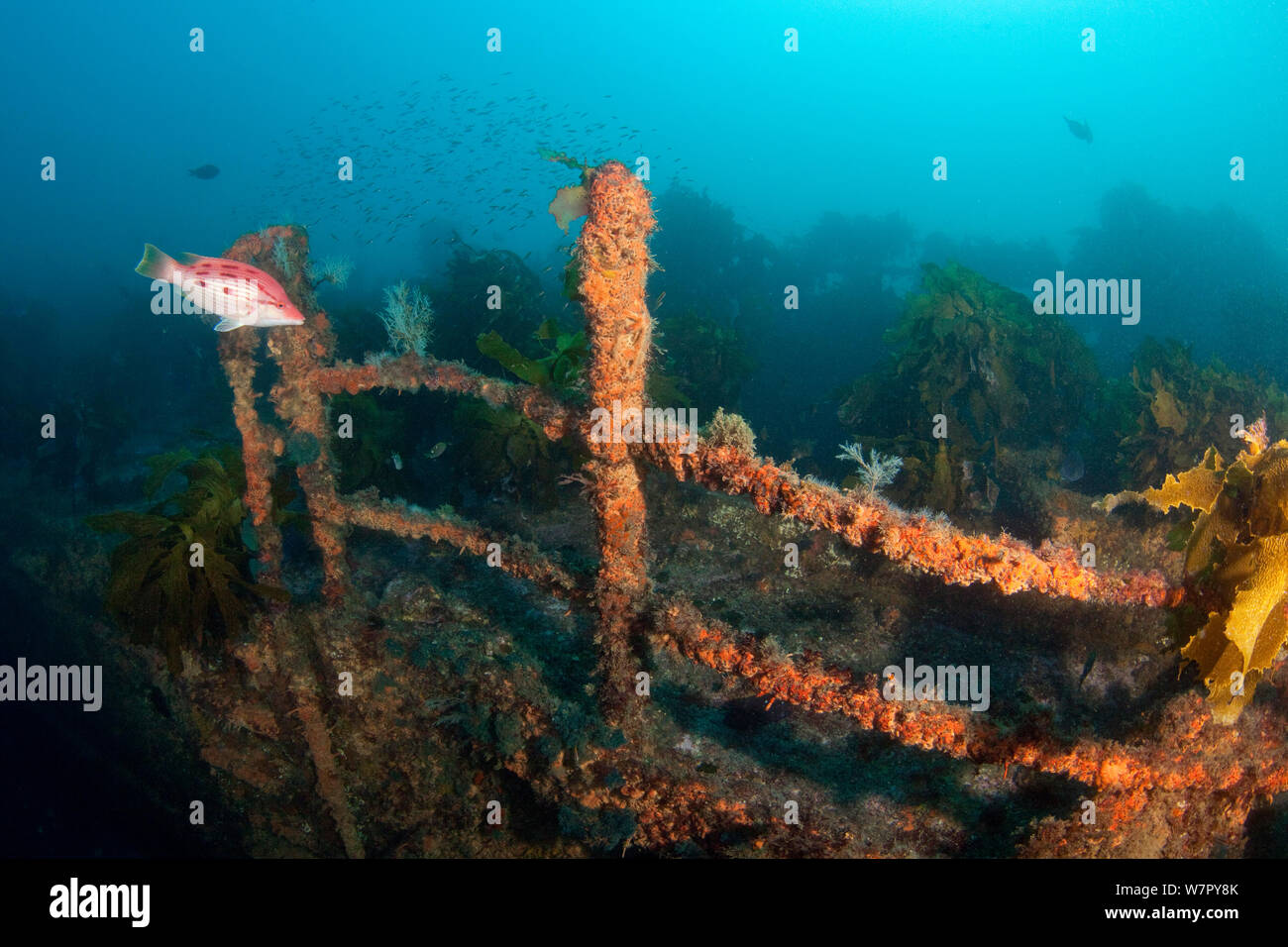 Wreck of the Rainbow Warrior, Cavalli Islands, New Zealand, February Stock Photo