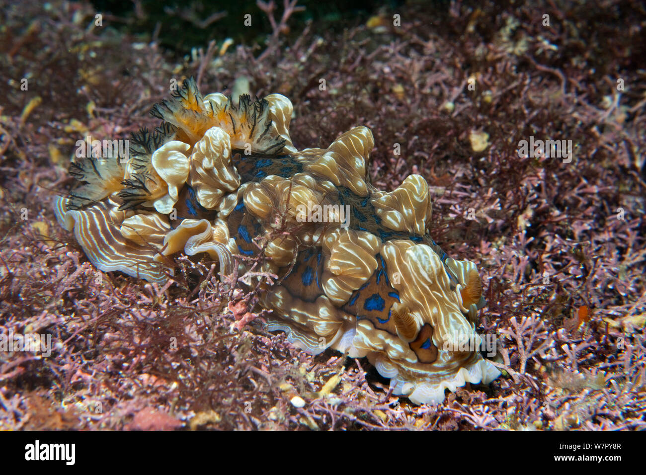 Gem Nudibranch (Dendrodoris krusensternii) Poor Knights Islands, New Zealand, February Stock Photo