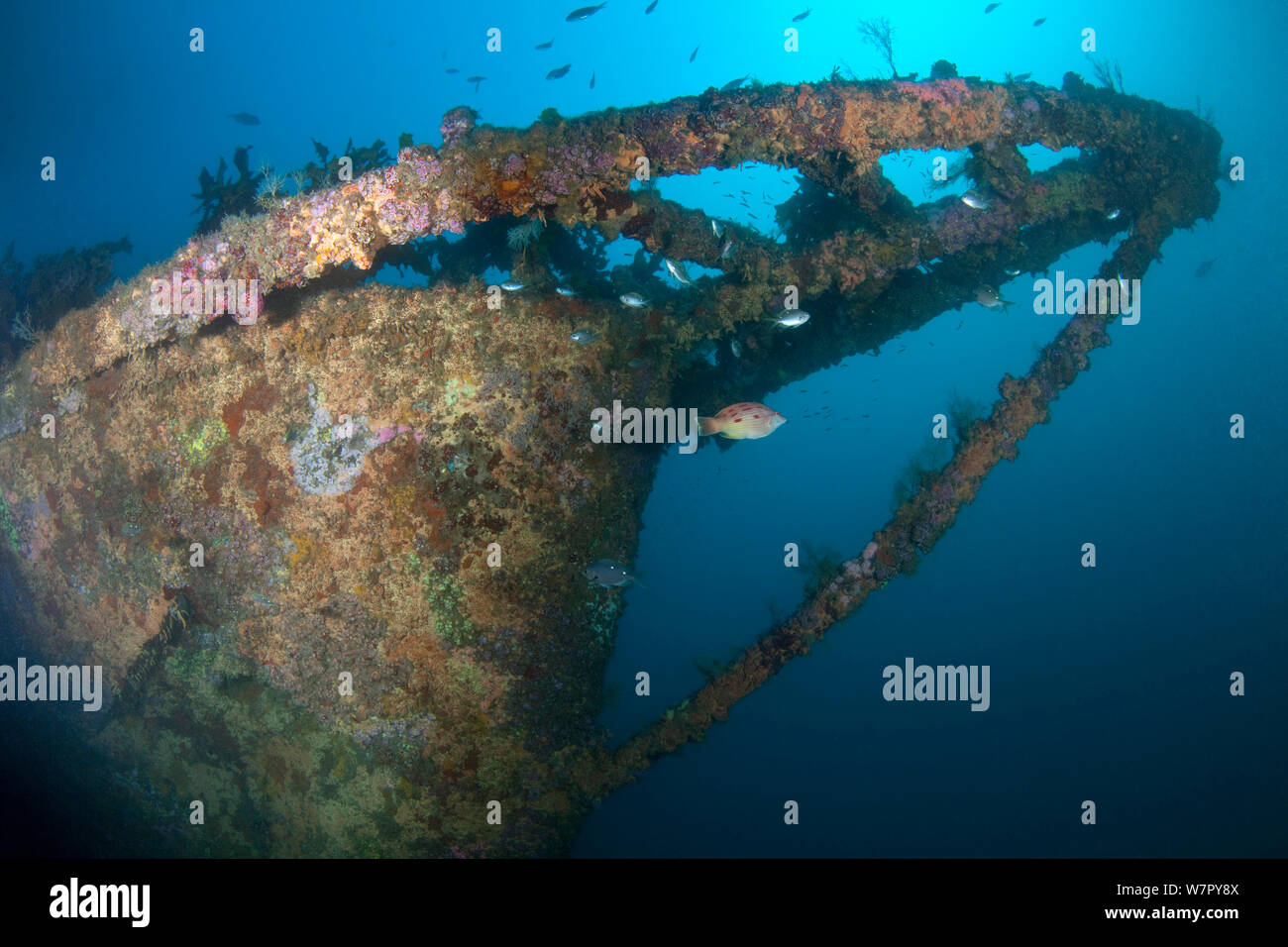 Wreck of the Rainbow Warrior boat, Cavalli Islands, New Zealand, February Stock Photo