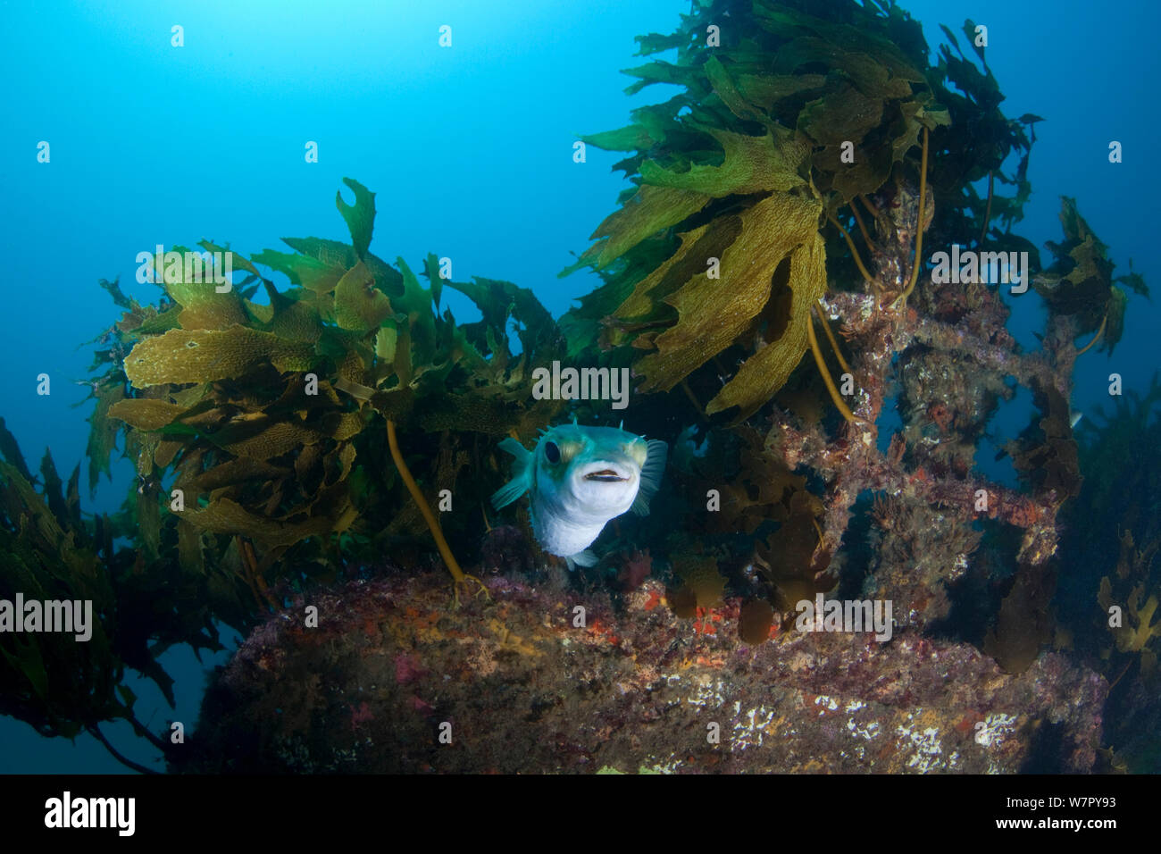 Long-spined porcupinefish (Diodon holocanthus) on wreck of the Rainbow Warrior, Cavalli Islands, New Zealand, February Stock Photo