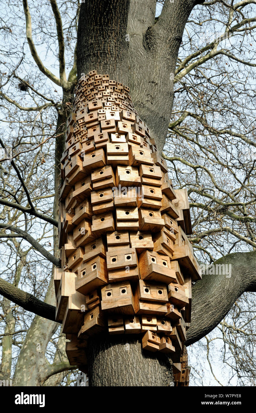 Over 250 bird and bug boxes, a sculptural installation called Sponanteous City, in a Tree of Heaven (Ailanthus altissima) Duncan Terrace Gardens, London Borough of Islington, England, UK, February 2012 Stock Photo