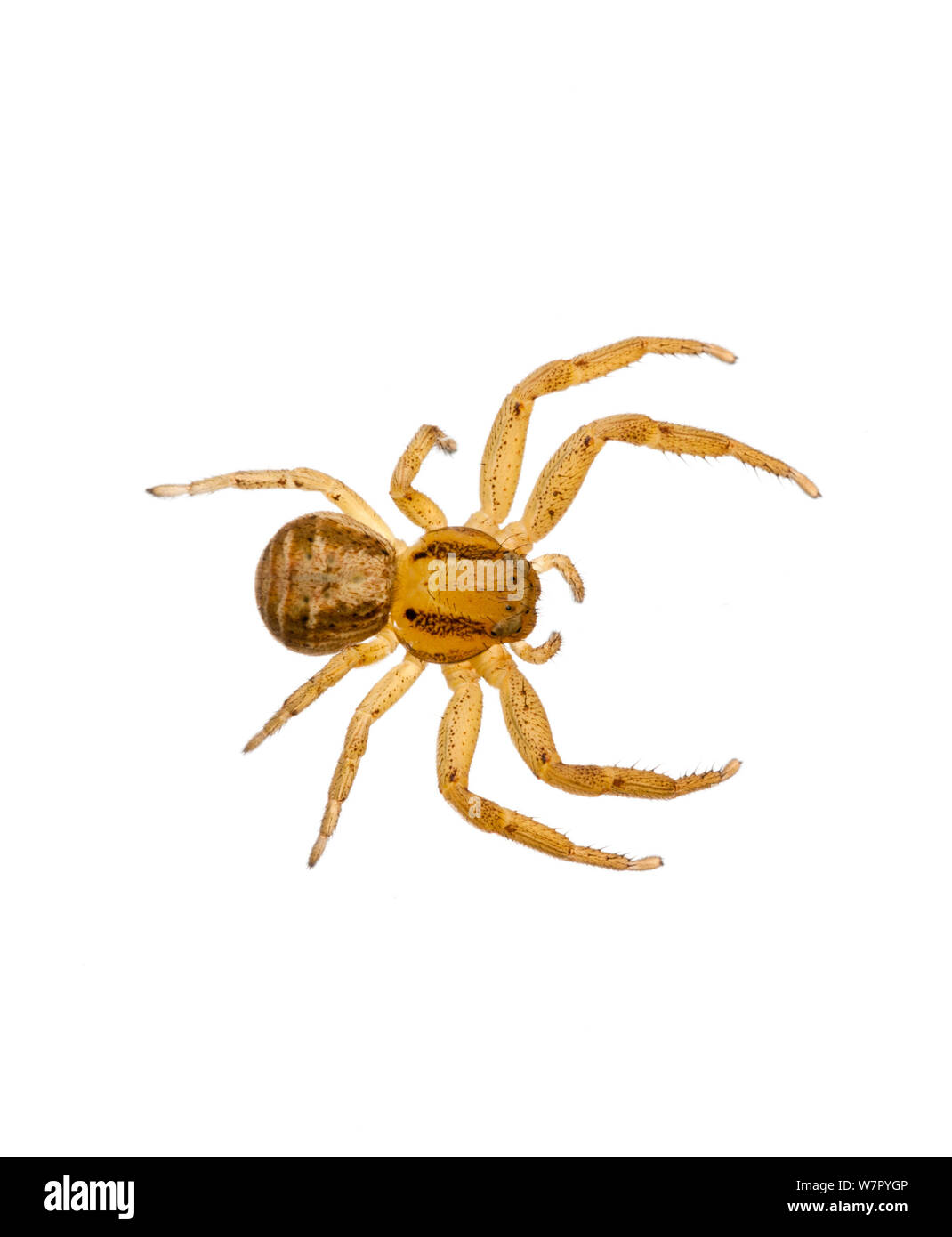 Crab spider (Xysticus cristatus) on white background. Inverness-shire, Scotland, February. Stock Photo
