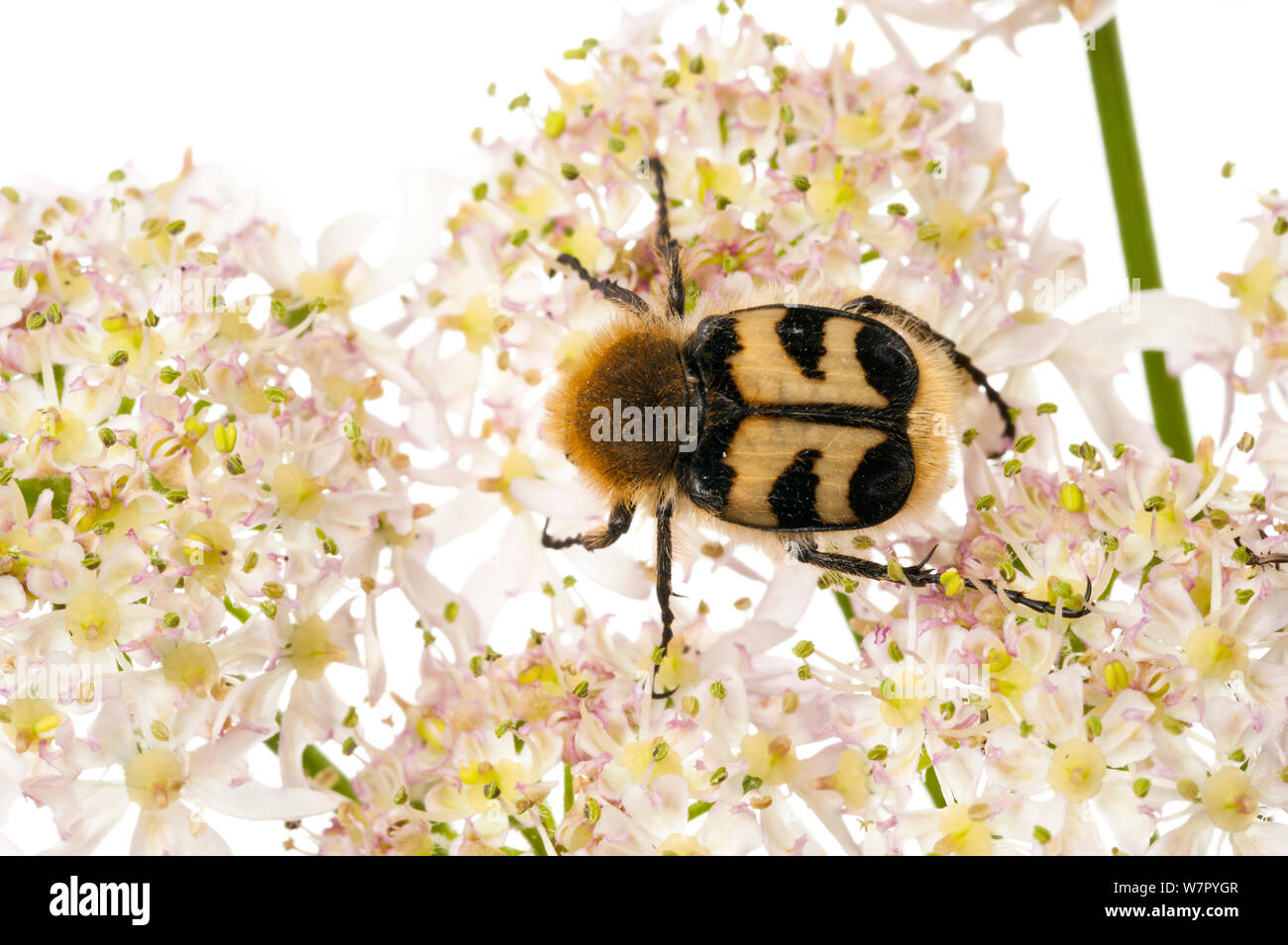 Bee Beetle (Trichius fasciatus) on Hogsweed flowers. Scotland, UK, July. Stock Photo