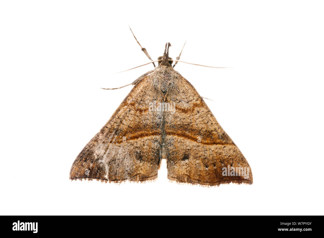 Moth (Lepidoptera, possibly Colotois sp.), against white background. France, Europe. Stock Photo